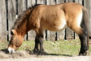 Przewalskis-horse