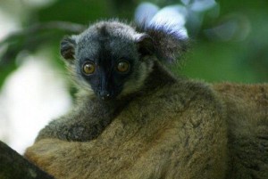 Makis de l'îlot de M'bouzi à Mayotte