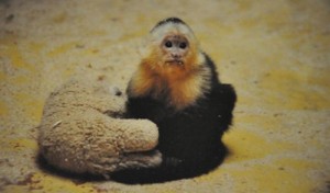 Singe capucin au zoo de la Palmyre