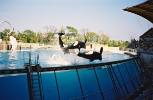 Marineland_Antibes_04