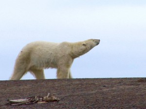 Un ours polaire en liberté.