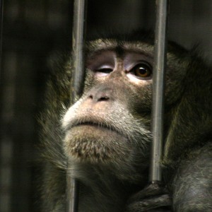 L'un des primates détenus au centre de primatologie de Niederhausbergen.