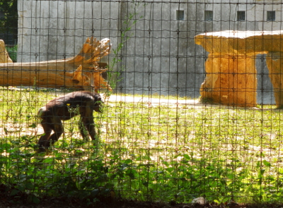 Code animal