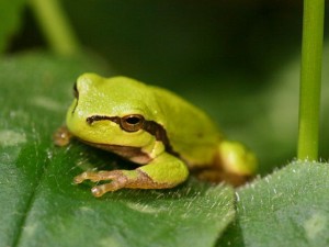 Hyla Arborea (by Kristian Peters) 