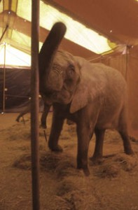 Un éléphant au cirque Amar