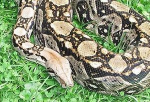 Boa constrictor