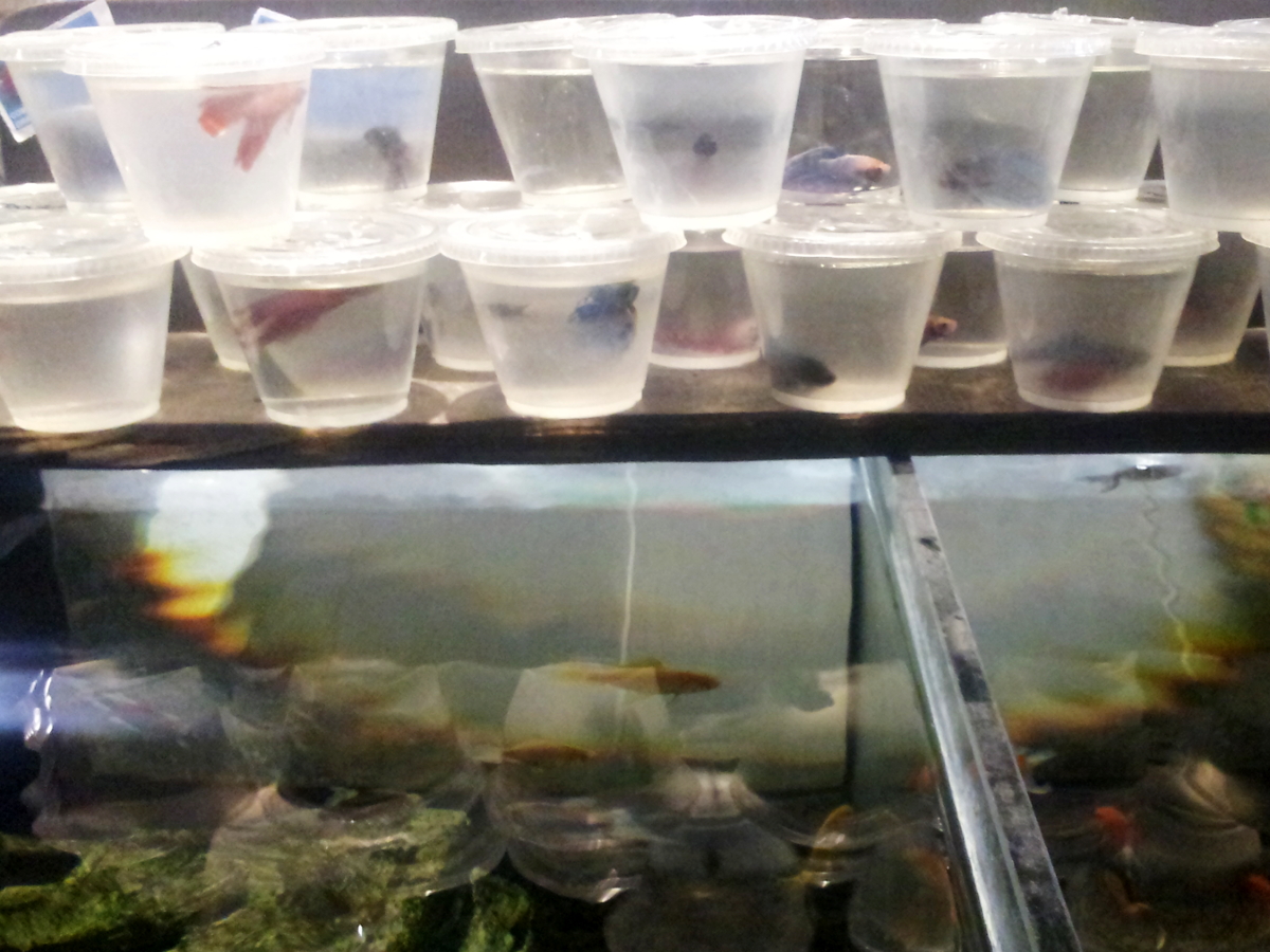 Combattons pour les poissons combattants ! Code animal