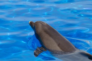 Un dauphin au marineland d'Antibes