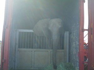 elephant-cagniac-kenya-07