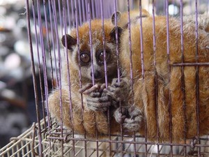  Des loris destinés à alimenter le commerce des animaux de compagnie