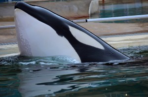 Les problèmes de peau au menton – Photo orcaaware.org