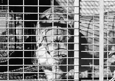 Code animal