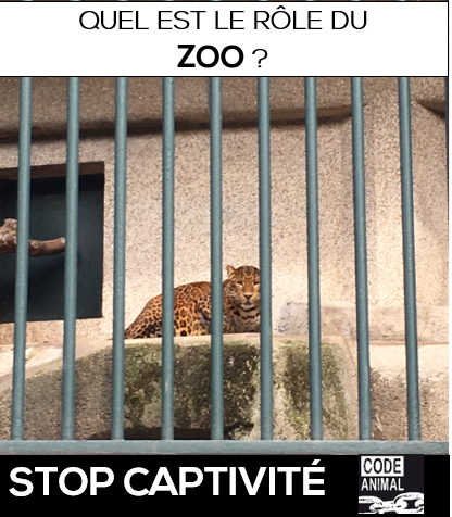 Les zoos sont-ils une protection ou une prison pour les animaux