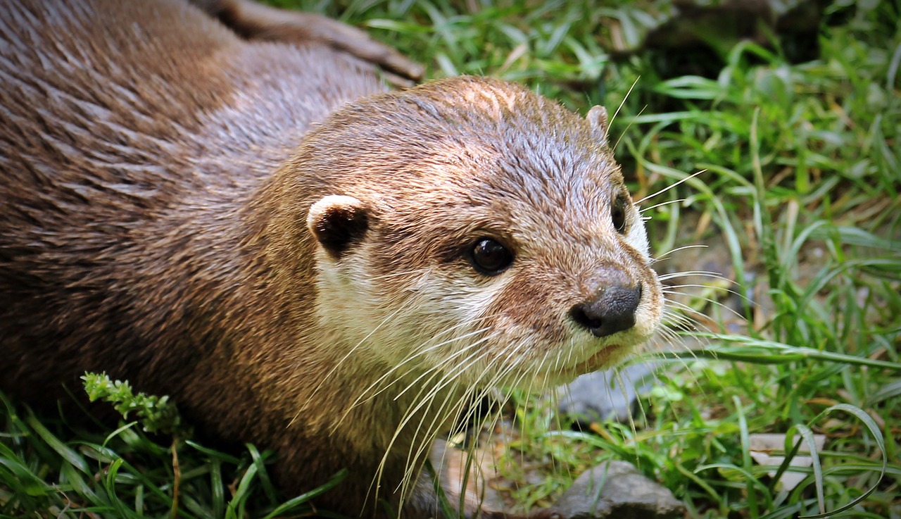 Deux Especes De Loutres Enfin Protegees Code Animal