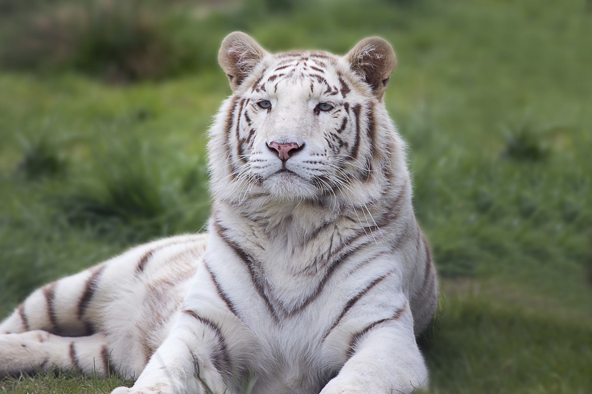 combine Deliberately Shuraba photos de tigres blancs a imprimer ...