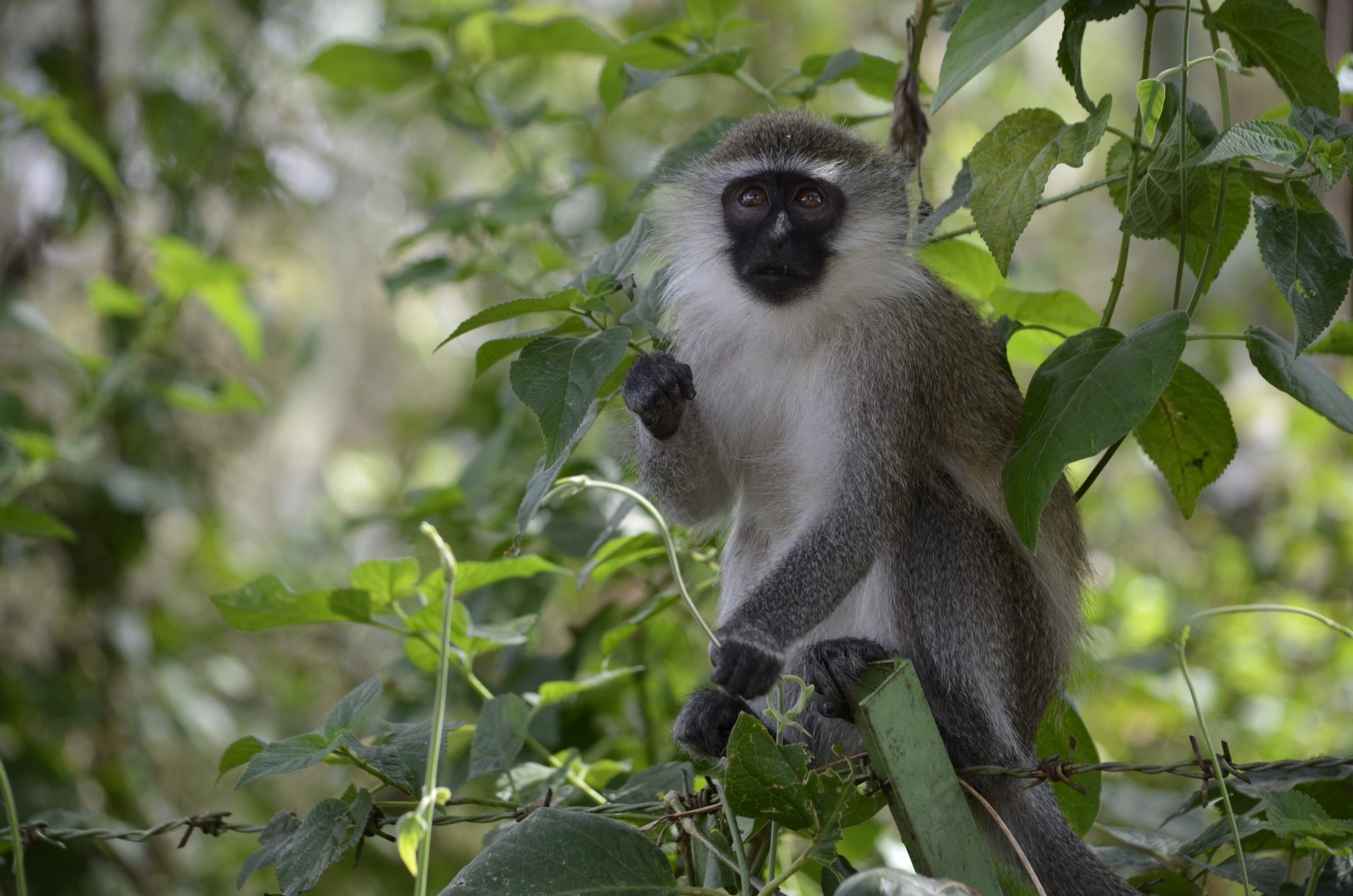 La viande de brousse Code animal