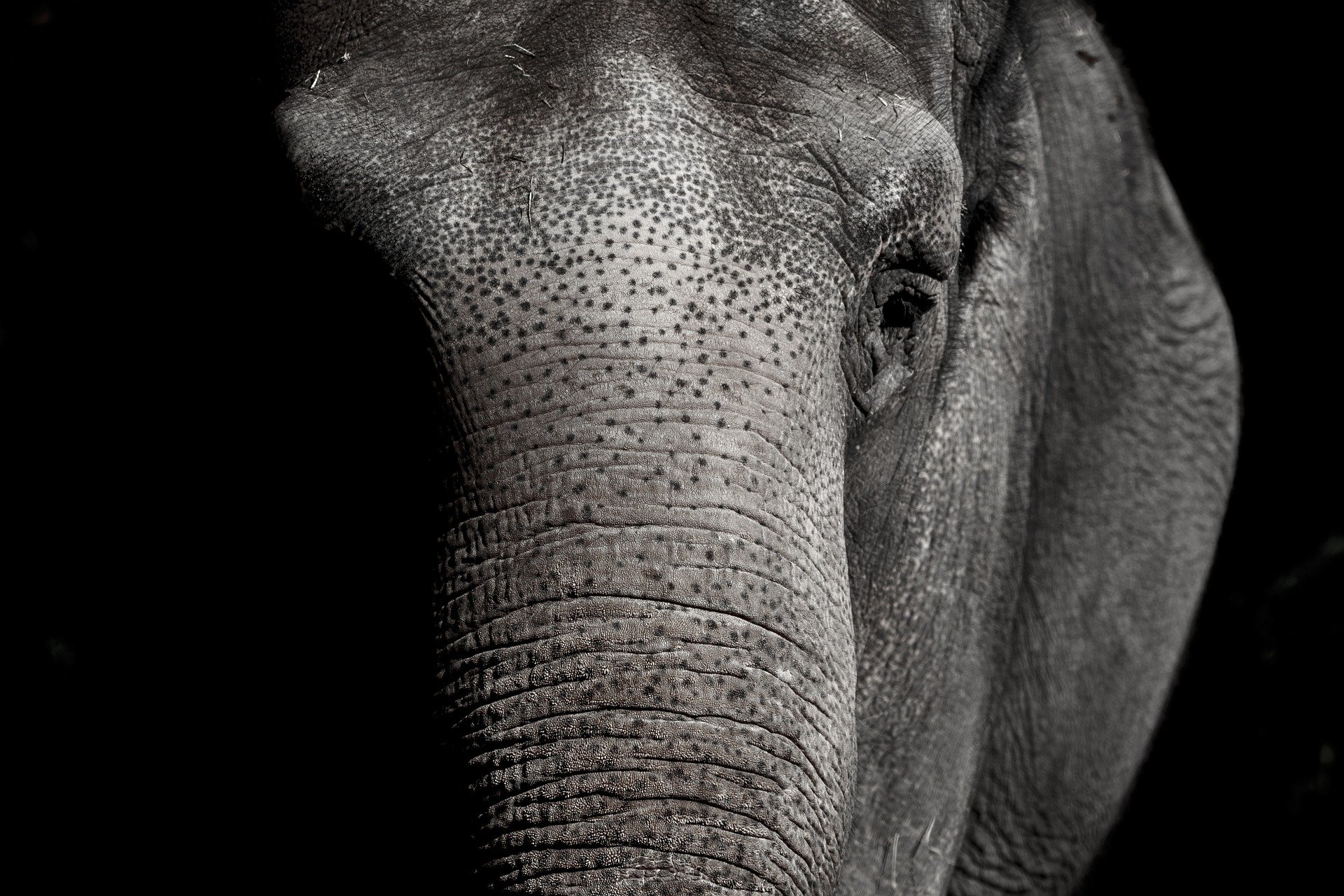Généralités Sur Les éléphants Dans Les Cirques Code Animal Généralités Sur Les éléphants Dans Les Cirques Code Animal