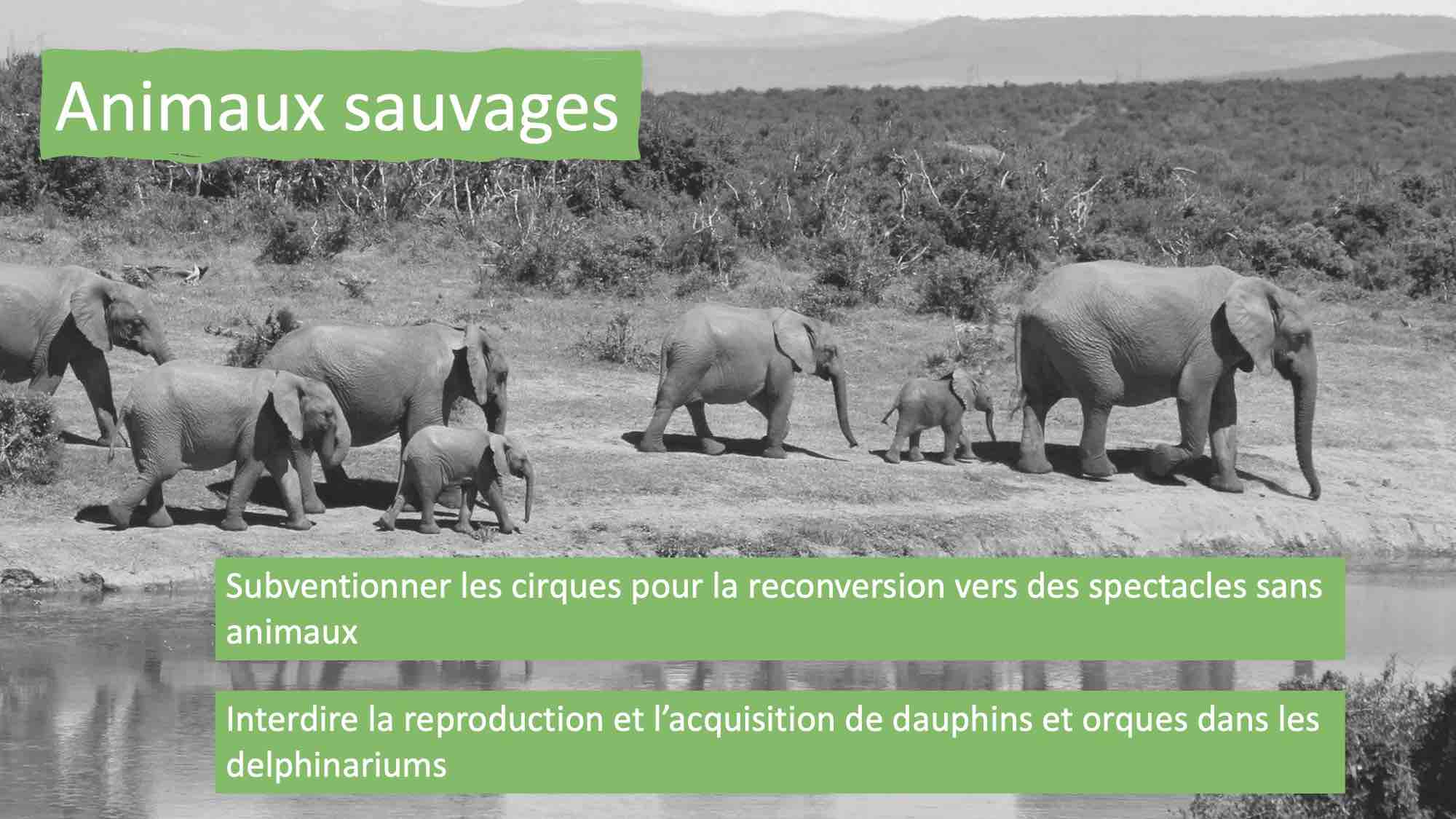 Code Animal soutient l'initiative des 