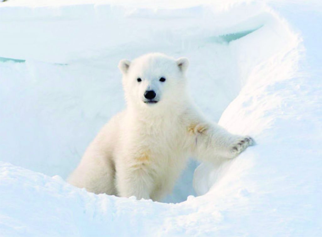 Changement climatique : les ours polaires s'aventurent de plus en plus loin