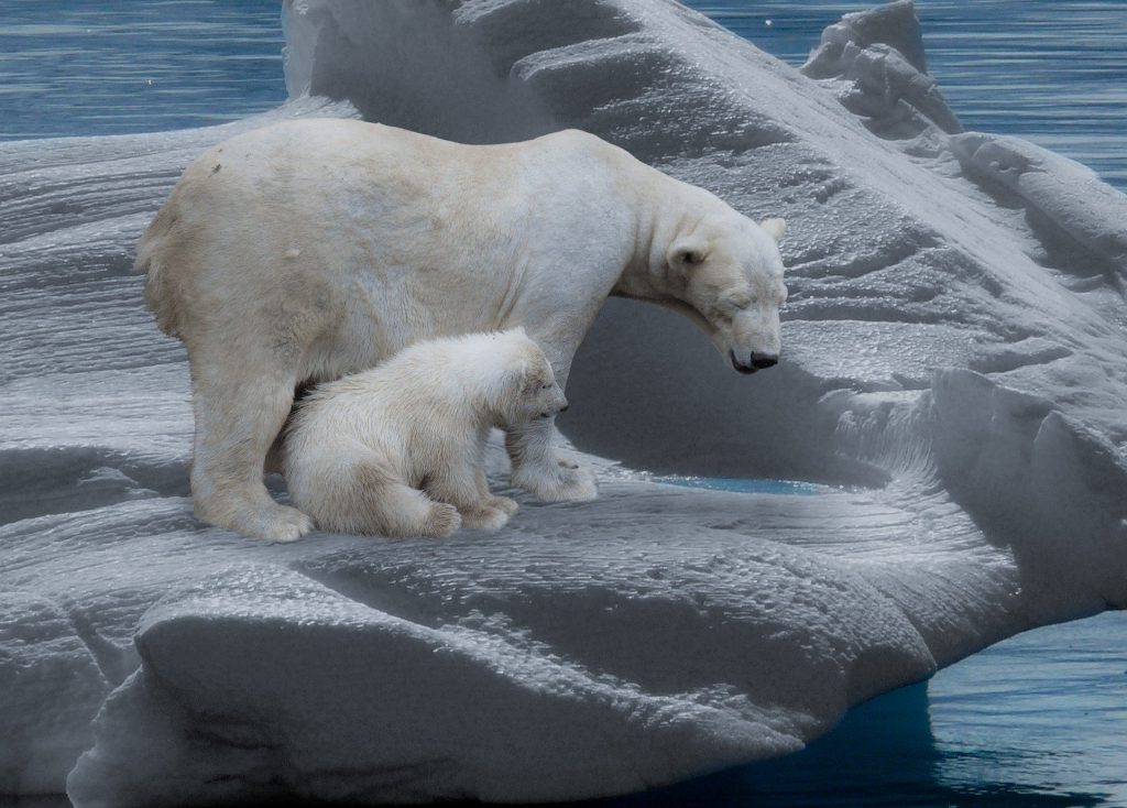 Changement climatique : les ours polaires s'aventurent de plus en plus loin