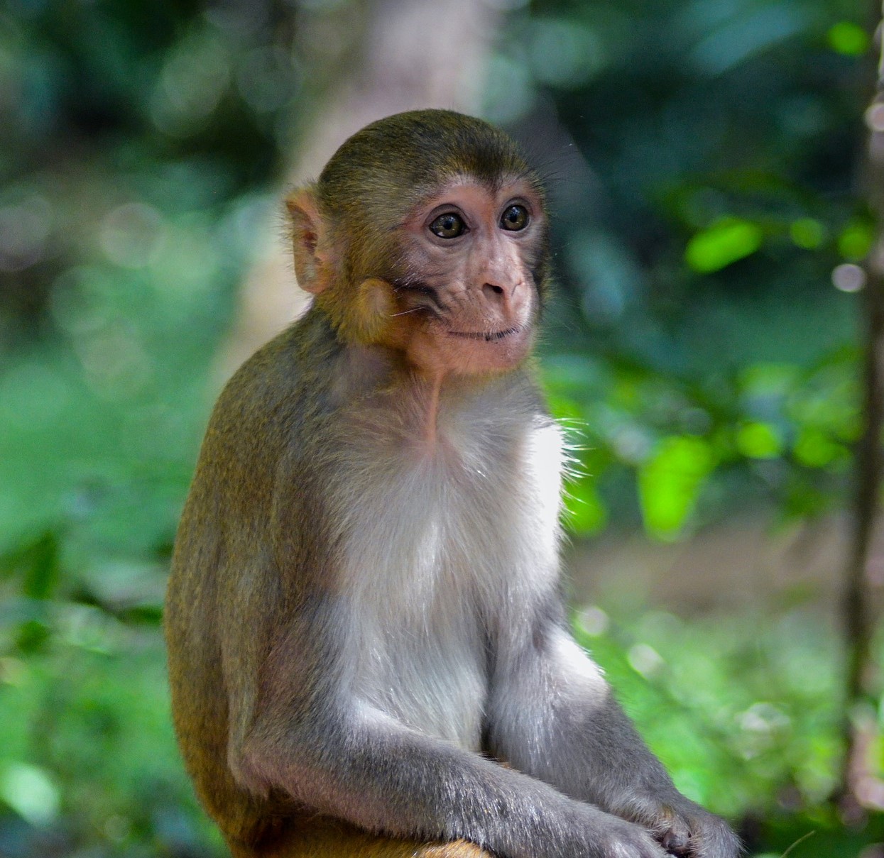 des bordels indonésiens utilisent des singes orangs-outans comme prostituées
