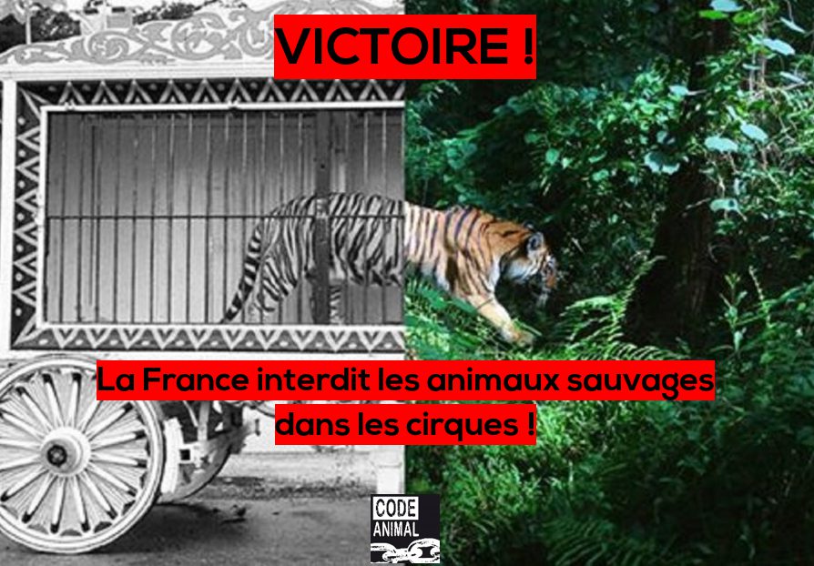 Animaux sauvages dans les cirques : Sans animaux, c'est voué à la  catastrophe
