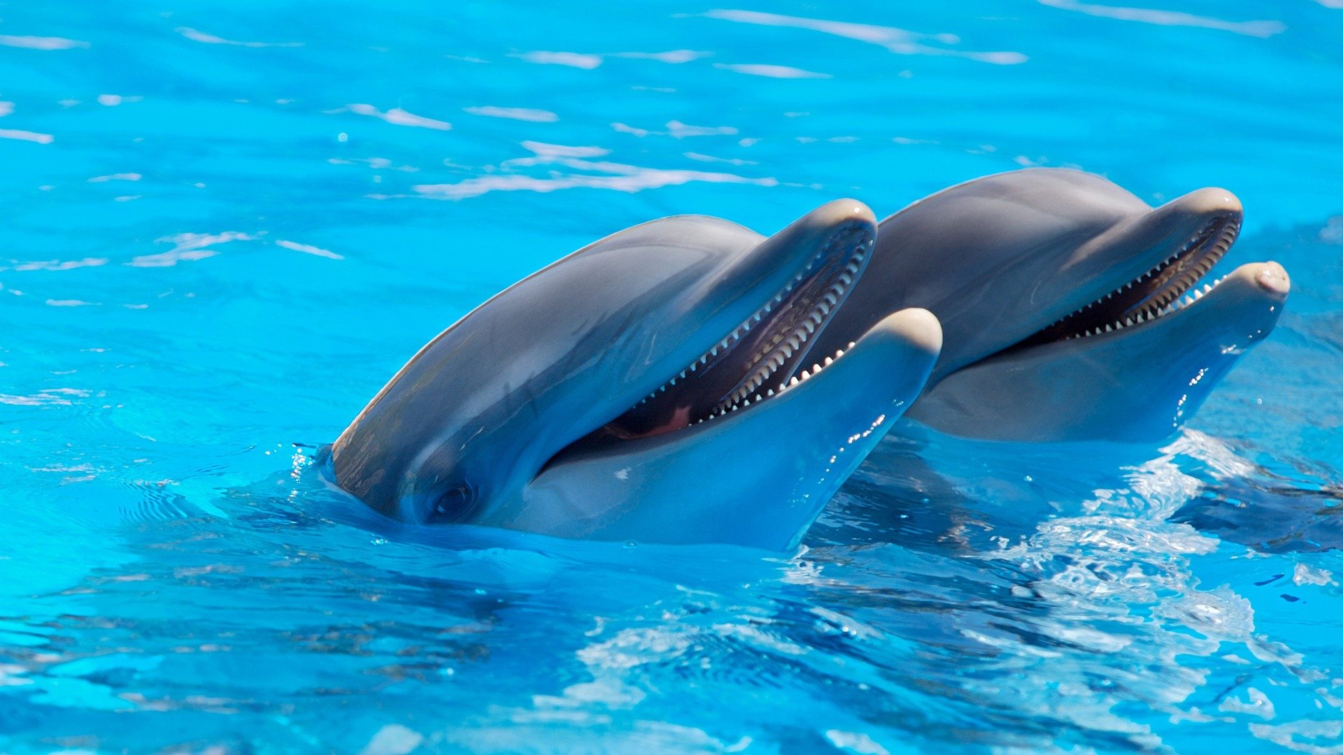 Delph Animals Fin annoncée des Delphinariums en Région Bruxelloise ! - Code animal