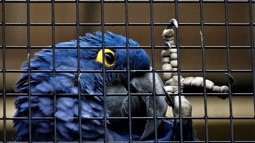 Tournant majeur pour la cause animale en France Une
