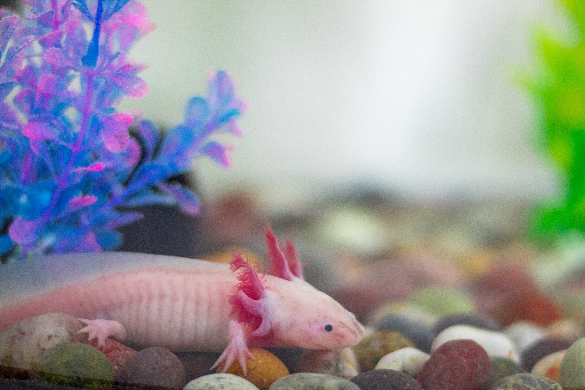 Axolotl - l'animal sacré des Aztèques en aquarium