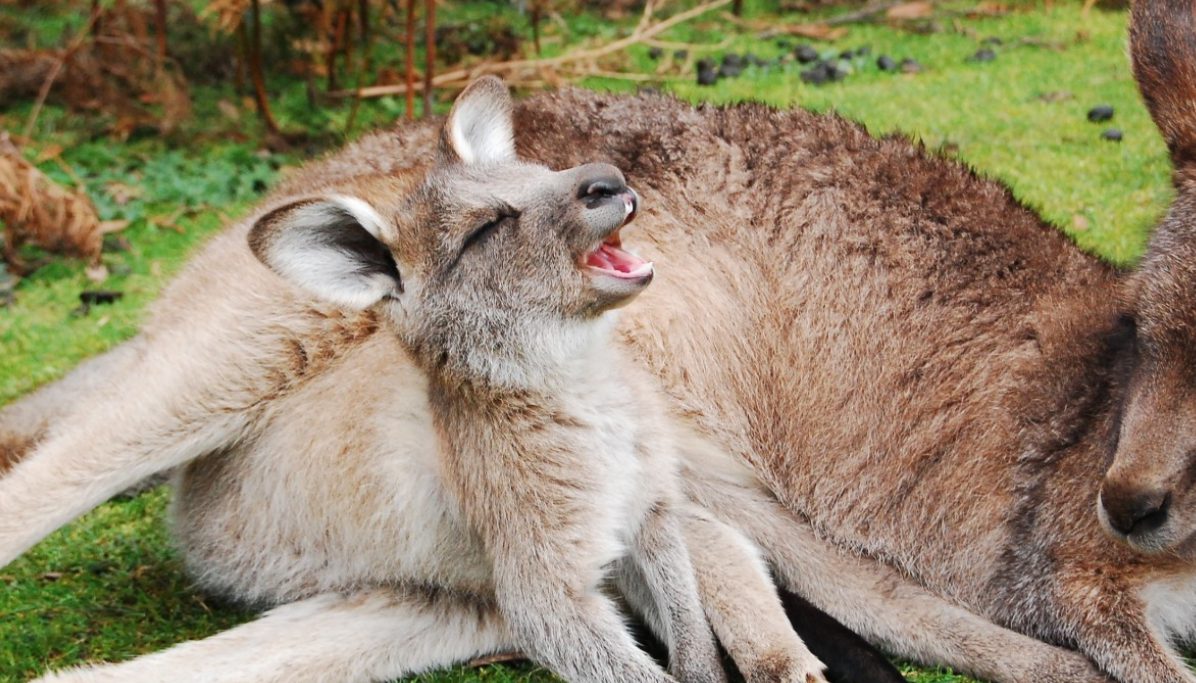 Des chaussures de sport… en kangourou ! Code animal