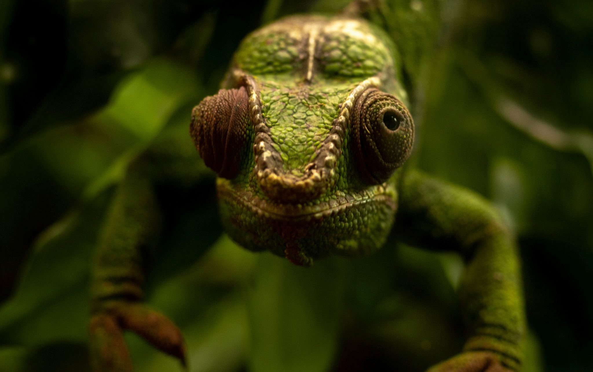 Le caméléon, animal sauvage ou de compagnie ? Code animal