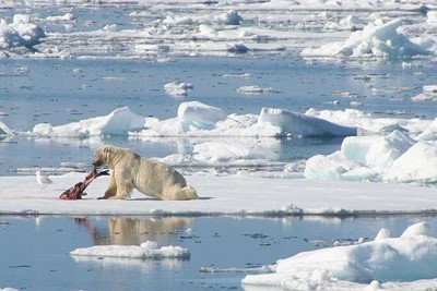 Déambulation de l'ours polaire XXL