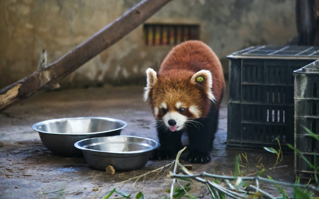 Les animaux du zoo sont-ils en pleine forme ? Moal, 10 ans