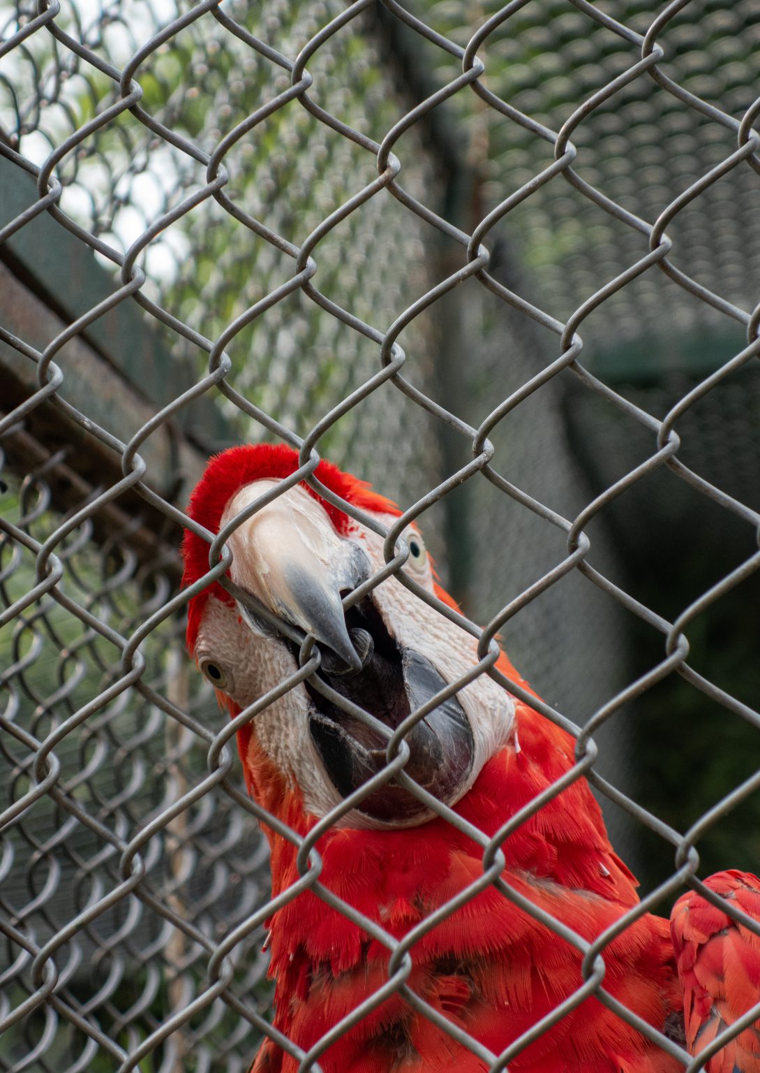 Histoire des zoos - Code animal