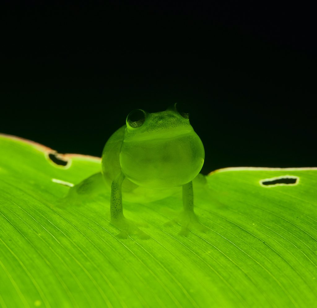 Une nouvelle espèce de grenouille de verre en Équateur ! – Ecuador  Experience