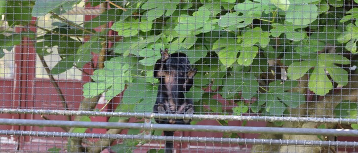 Les animaux malades de la captivité : Les problèmes