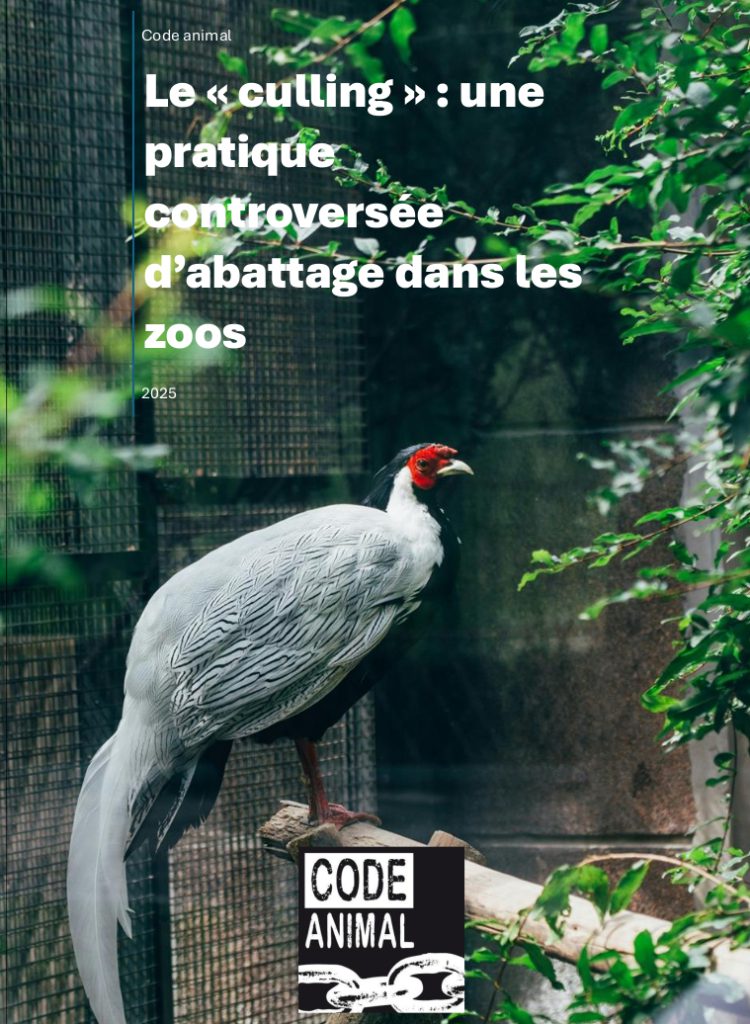 Code animal