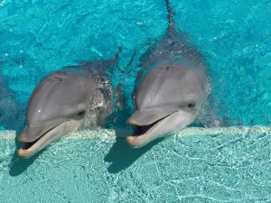 Planète sauvage 2020